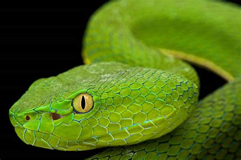 Green Viper Snake Stock Photos Pictures And Royalty Free Images Istock