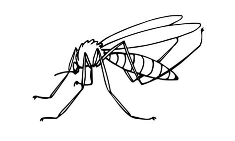 160 Gnat Bugs Drawings Stock Photos Pictures And Royalty Free Images
