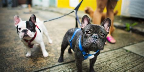 7 Tips For Walking A French Bulldog And Guide Mypetcarejoy
