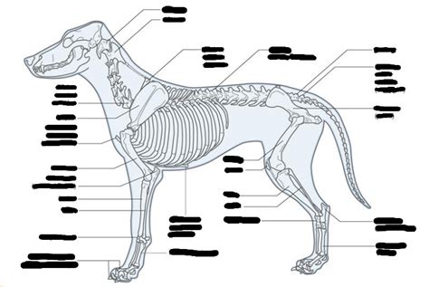 Dog Skeleton Diagram Quizlet