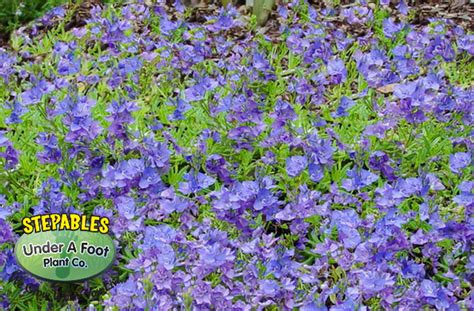 We live in zone 7 and blue billow it is always beautiful. STEPABLES.COM - Plants that tolerate foot traffic