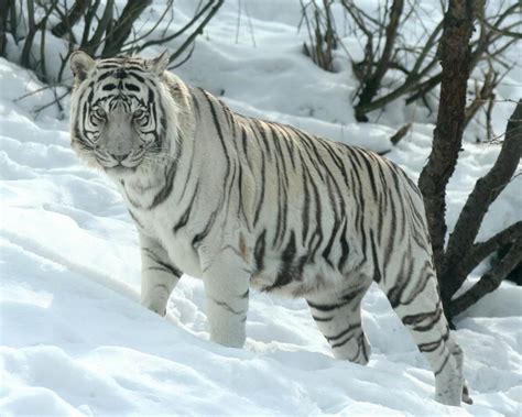 White Snow Tiger White Tigars Pinterest