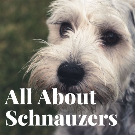 How To Enjoy Your Schnauzer And Eliminate Problems Pethelpful