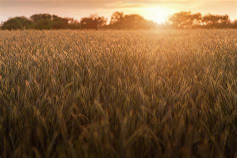 Wheat Field During Sunrise Photograph By Bjorn Holland Fine Art America
