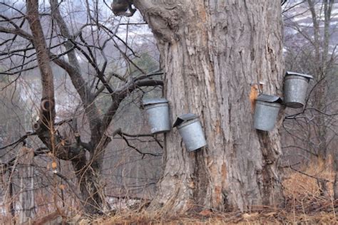 We offer organic grade a golden, amber and dark. How to make your own backyard maple syrup | Watershed Post