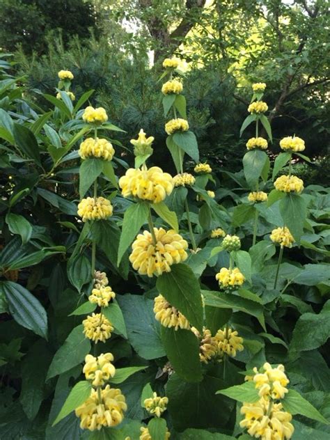 These perennials produce flowers in different colors including white, orange, yellow, oink and purple. Phlomis (phlomis russeliana): This is certainly a phlomis ...