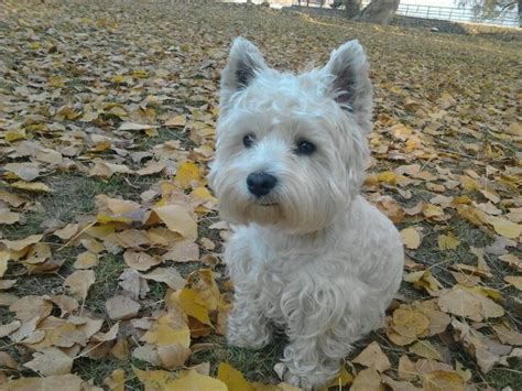 Healthy well trained westie puppies available and ready to go to their new homes. From Westie Rescue Hungary | Westie dogs, Westie puppies ...