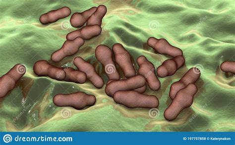 Spore Forming Bacteria Clostridium Stock Illustration Illustration Of