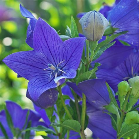 Balloon Flower Tall Blue Seeds The Seed Collection