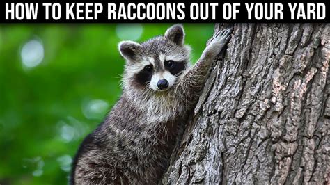 How To Keep Raccoons Out Of Your Yard Quick And Easy Youtube
