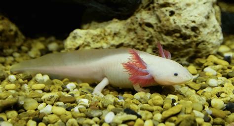 Axolotl Colors What Axolotl Morphs Exist Keeping Exotic Pets