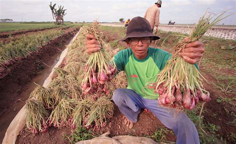 Panduan Cara Menanam Bawang Merah Lengkap Tapi Praktis Mediatani