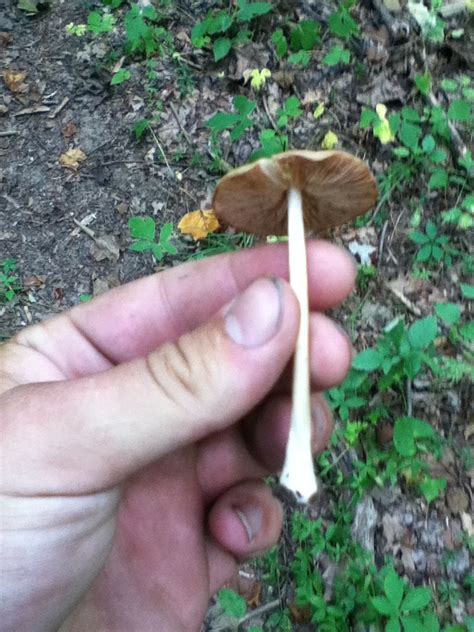 Ohio Mushroom Id Pictures Mushroom Hunting And Identification