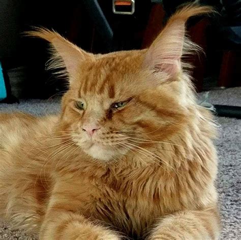 Cat allies of texas rescue p.o. Majestic Maine Coons - Home | Facebook