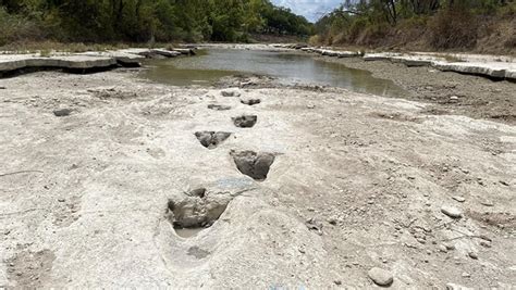 Million Year Old Dinosaur Tracks In Riverbed Emerge