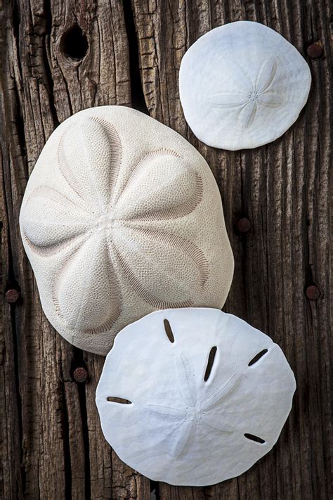 Three Types Of Sand Dollars Photograph By Garry Gay