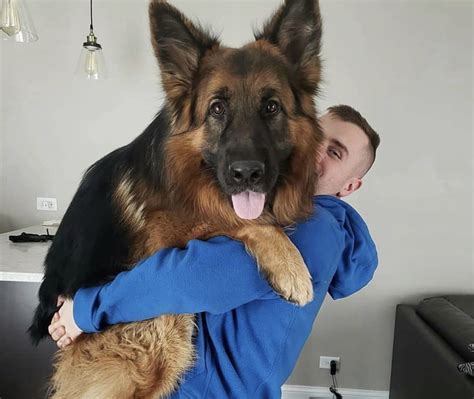 14 Reasons You Should Avoid German Shepherds At All Costs Petpress