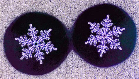 Who Ever Said No Two Snowflakes Were Alike The New York Times