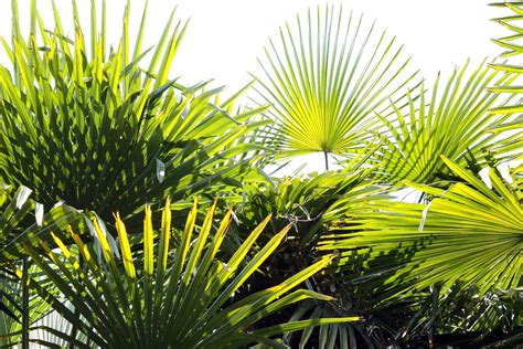 Types Of Indoor Palm Plants Indoor Palm Varieties