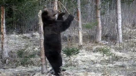 Bears Dancing And Showing Their Skills Youtube