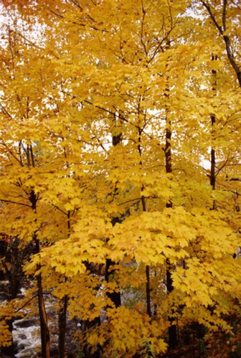 This will help protect the tree all year long. How to Save a Dying Maple Tree | Hunker