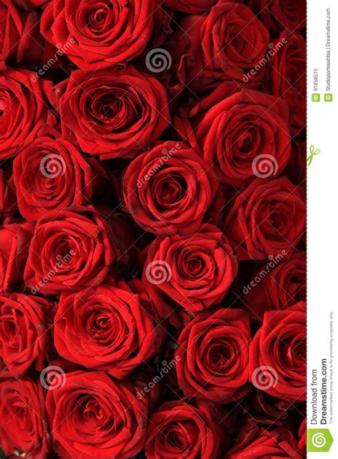 Big Red Roses Stock Image Image Of Romance Rose Bouquet 91858515