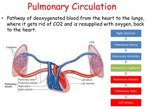The pump for the pulmonary circuit, which circulates blood through the lungs, is the right ventricle. ALL ABOUT CIRCULATION ( PULMONARY & SYSTEMIC)