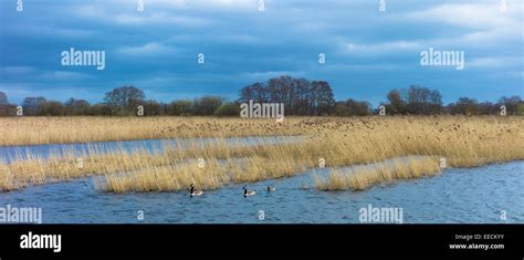 Canada Geese Branta Canadensis Among Reeds In Reedbed And Marshes