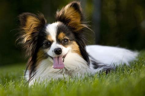 Meet The Papillon The Tiny Dog With The Big Butterfly Ears Smartest