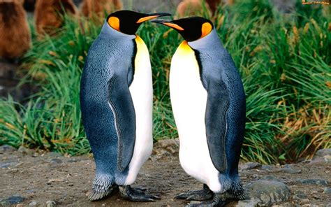 Zdjęcie: Dwa, Pingwiny