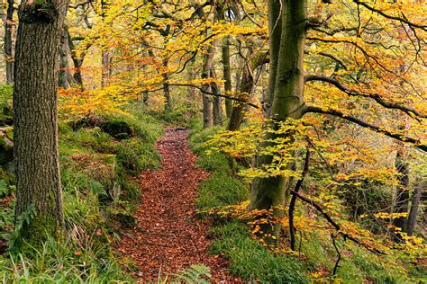 Path Through The Autumn Wood Peak District Photography Prints
