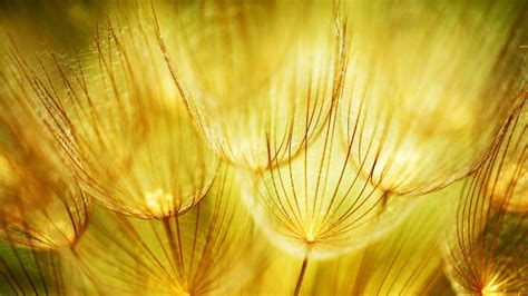Soft Dandelions Flower Bing Wallpaper Download