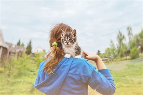 5 Ways To Reduce Kittys Carbon Paw Print Catgazette