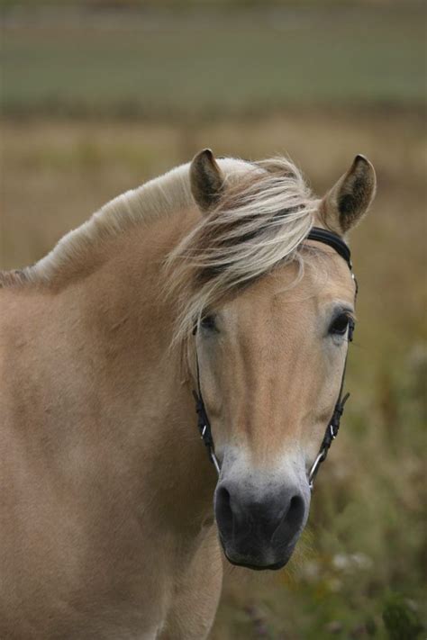 13 Beautiful Horse Breeds You Didnt Know Existed Before Today Horses