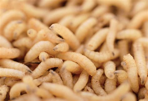 Maggots In People