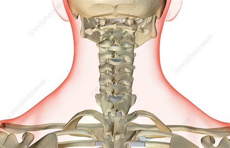 The Bones Of The Neck Stock Image F0018082 Science Photo Library