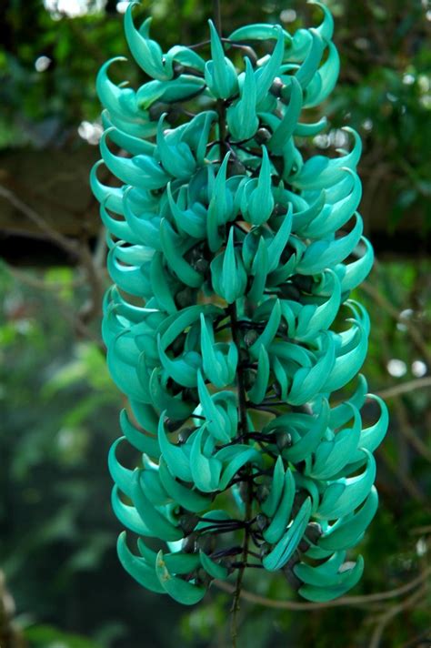 Wanted Jade Vine Creeper Sprig