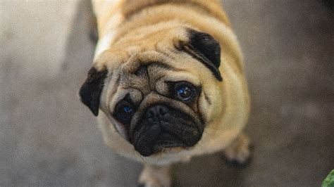 Wallpaper Pug Dog Cute Aerial View Hd Picture Image