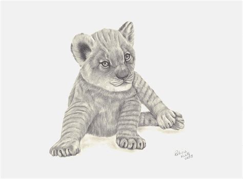Baby Lion Drawing By Patricia Hiltz Fine Art America