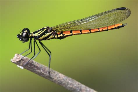 Delicate Dragonflies Slapped On Red List Cyprus Mail