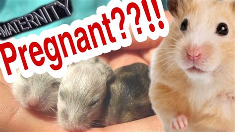 How To Know That Your Hamster Is Pregnant Youtube
