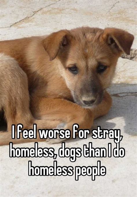 I Feel Worse For Stray Homeless Dogs Than I Do Homeless People Dogs