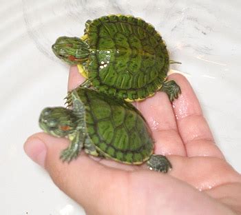 Fast fredde tortini (#3809) turtle pet pawsabilities combined with #3808. Baby Turtles