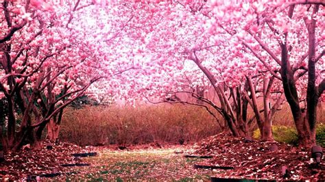 Bộ Sưu Tập Những Hình ảnh Mùa Xuân đẹp Nhất Từ Các địa điểm Du Lịch Nổi Tiếng