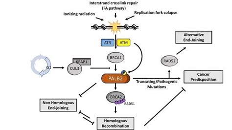 Ijms Free Full Text The Role Of Palb2 In The Dna Damage Response