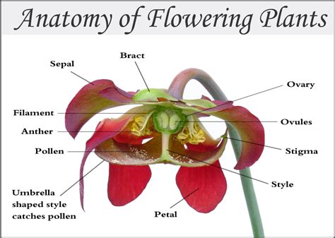 Anatomy Of Flowering Plants Quiz Biology Ease