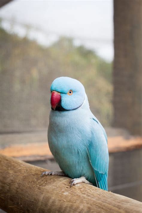 8 Top Blue Parrot Species To Keep As Pets