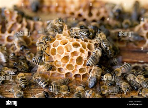 Bee Bees Beekeeping Keeping Hive Hives Beehive Beehives Keeper