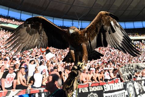 In den insgesamt 18 verschiedenen abteilungen von eintracht frankfurt sind über 90.000 menschen aktiv. Bilderstrecke zu: Borussia Dortmund besiegt Eintracht ...