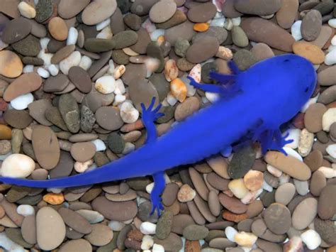 How Rare Is A Blue Axolotl In Real Life Rankiing Wiki Facts Films